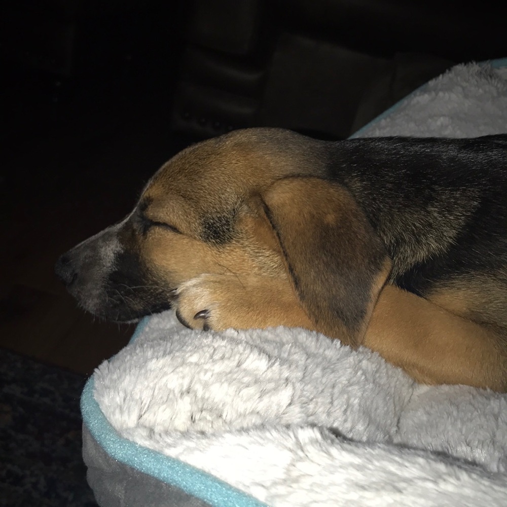 Meet your Posher, Beartin